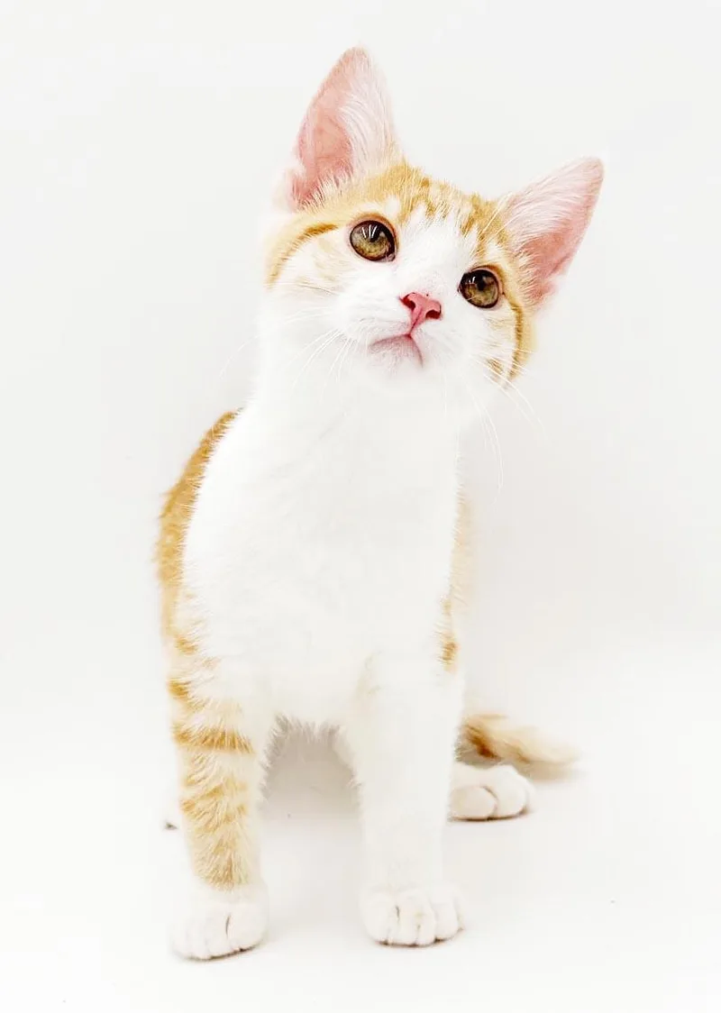 A baby small-sized male Orange / Red Turkish Van cat named BMT is best of for adoption in Bedford Hills, NY