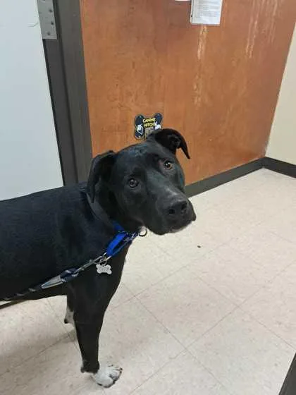A baby large-sized male Pit Bull Terrier dog named Gumby for adoption in Burlington, WA