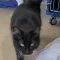 A young medium-sized male Black & White / Tuxedo Domestic Long Hair cat named Sylvester for adoption in Elizabeth, IL