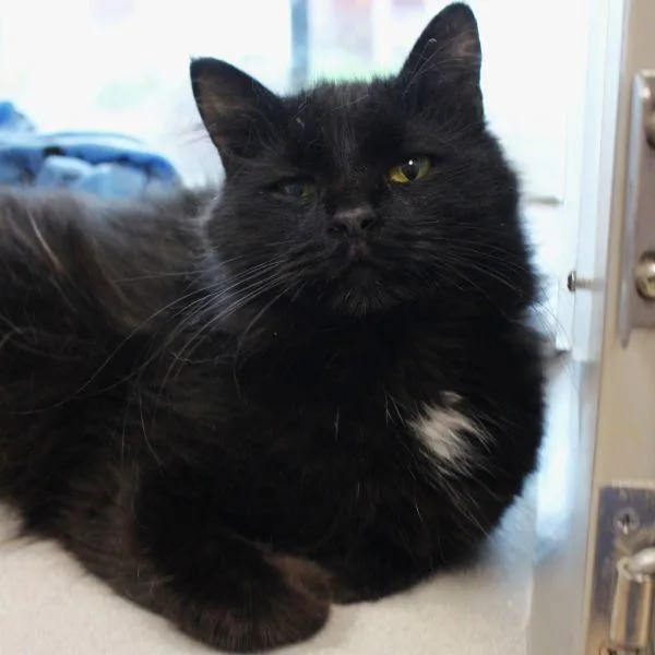 An adult medium-sized female Domestic Long Hair cat named Fauna for adoption in Des Moines, IA