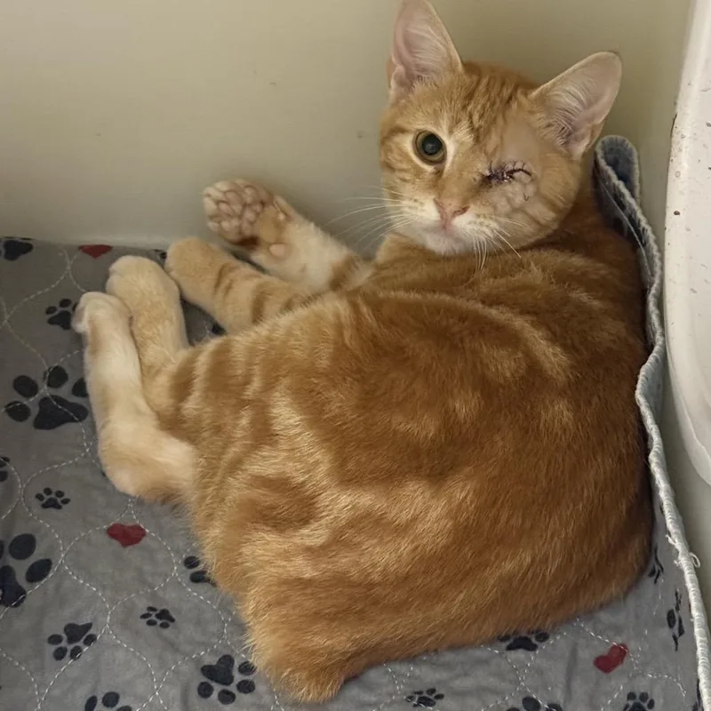 A young small-sized male Domestic Short Hair cat named Stevie for adoption in Caryville, TN