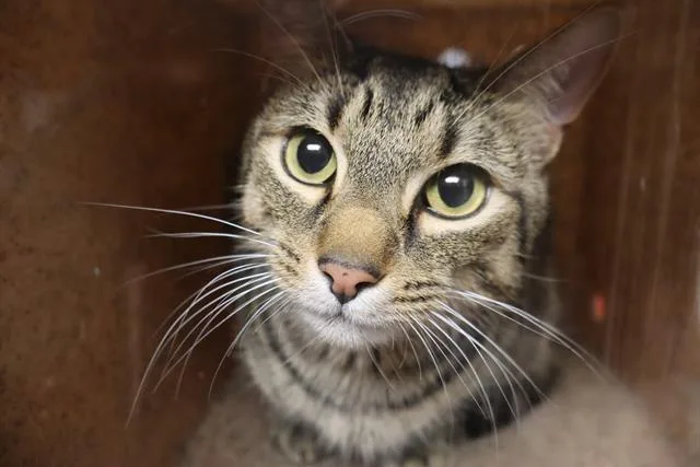 An adult large-sized male Domestic Short Hair cat named Beau Bo for adoption in Columbia, SC