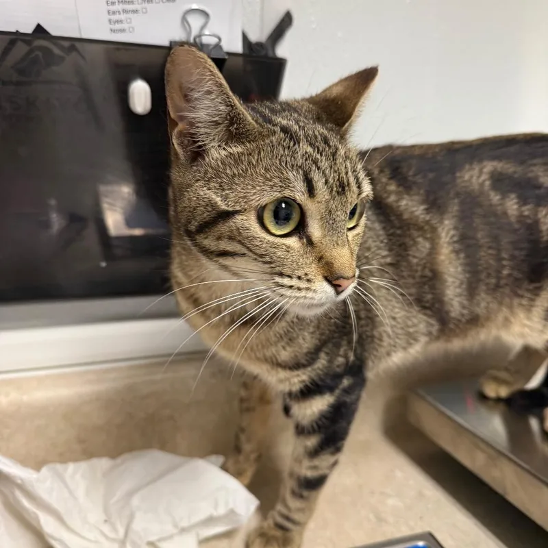 A baby medium-sized female Black Domestic Short Hair cat named Daisy for adoption in Mount Shasta, CA