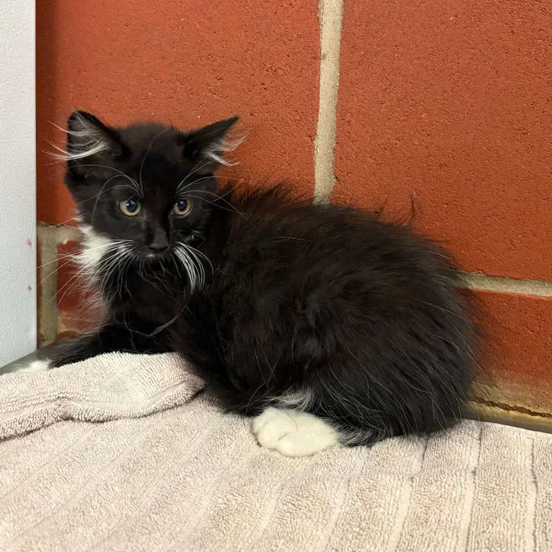 A baby small-sized male Black Domestic Long Hair cat named Count Chocula for adoption in Cabot, AR