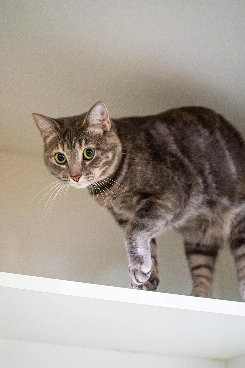 An adult large-sized female Tabby (Gray / Blue / Silver) Domestic Short Hair cat named Freya for adoption in Dellslow, WV