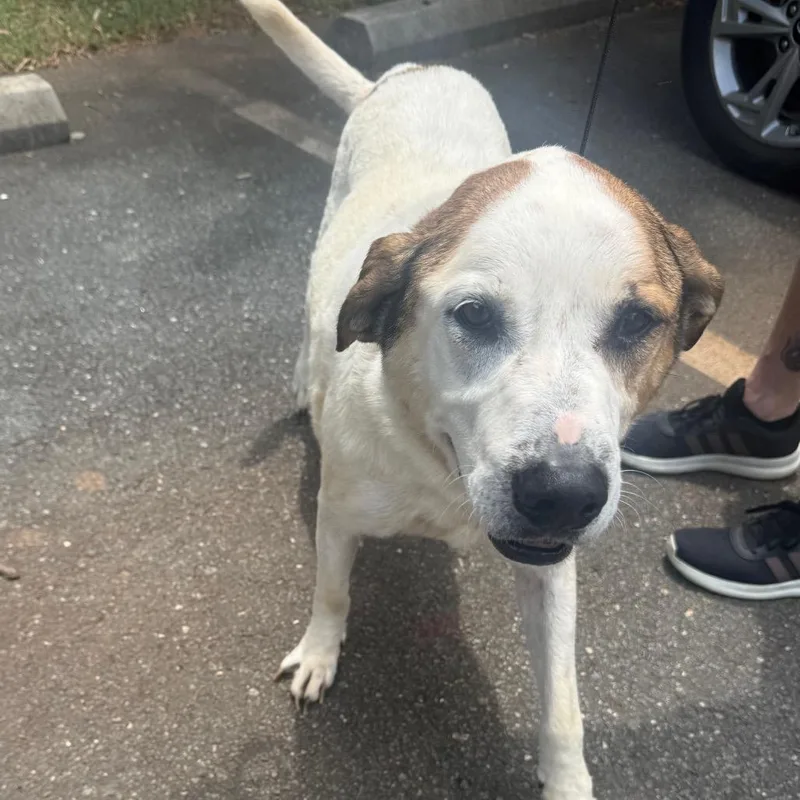 A senior medium-sized male White / Cream Mixed Breed dog named Rain for adoption in Winston-Salem, NC