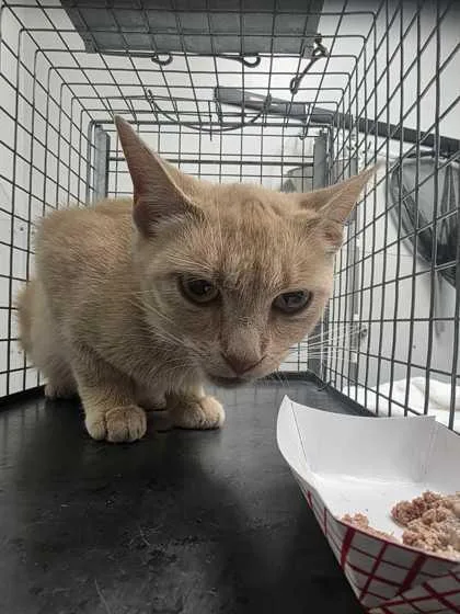 An adult medium-sized female Domestic Short Hair cat named Giratina for adoption in Sevierville, TN