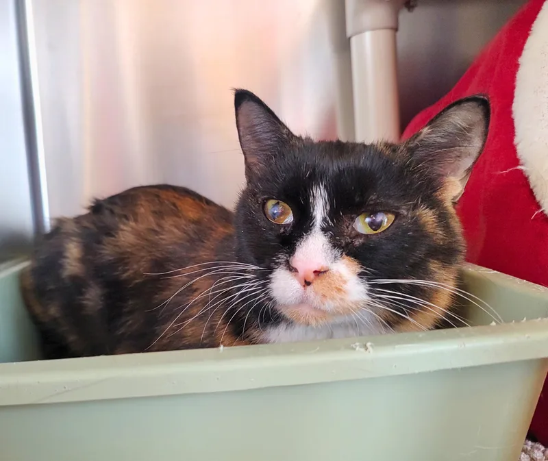 Meowsala thumbnail 2