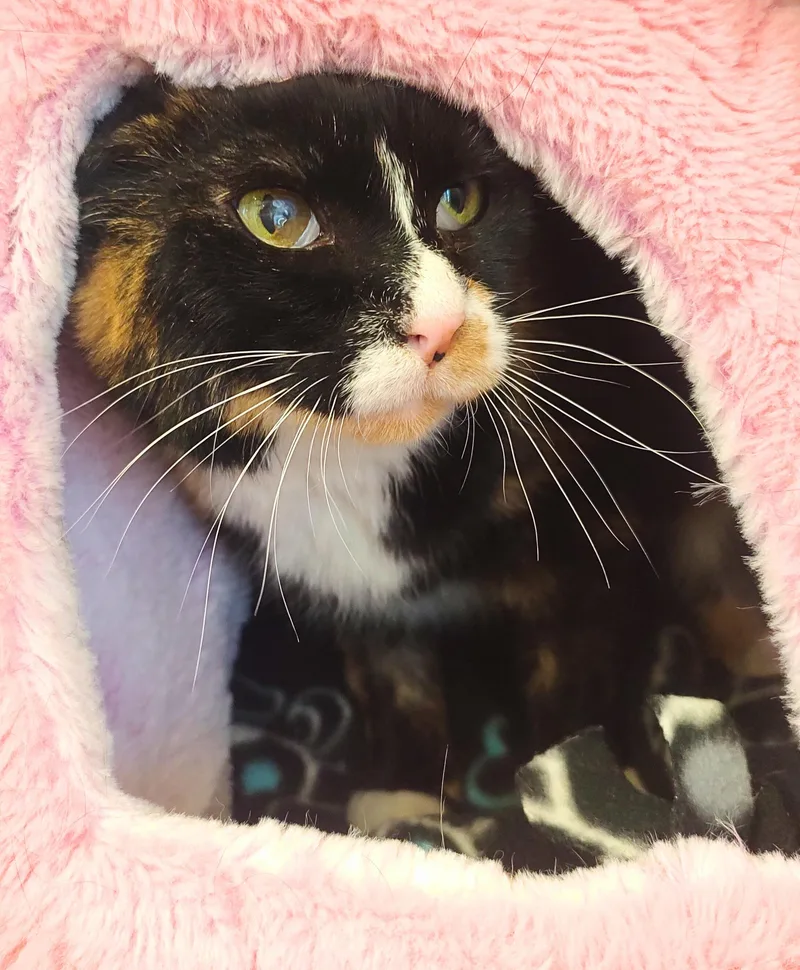 Meowsala thumbnail 3