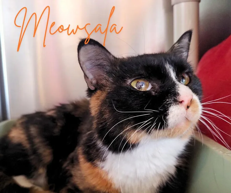 Meowsala