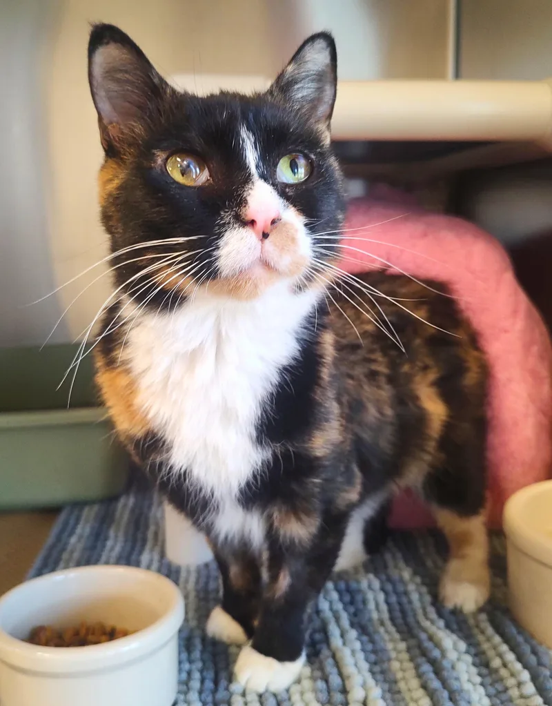 Meowsala thumbnail 4