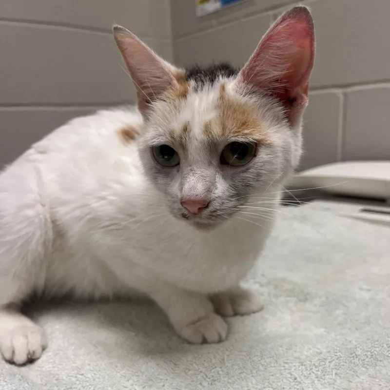 A young medium-sized female White Domestic Short Hair cat named Penny for adoption in Bristol, IN