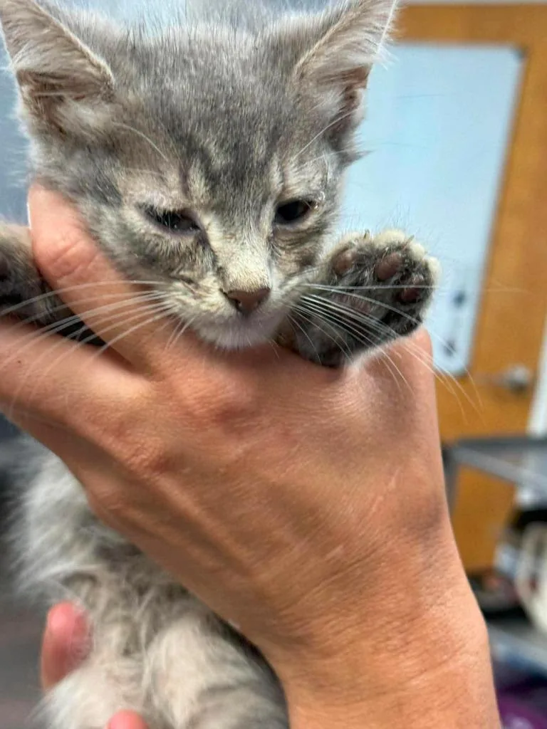 A baby small-sized female Domestic Short Hair cat named Pickles for adoption in Lavonia, GA