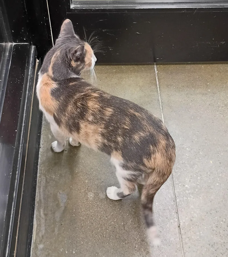 A young medium-sized female Dilute Calico Domestic Short Hair cat named Leilani from Hawaii for adoption in Hendersonville, TN