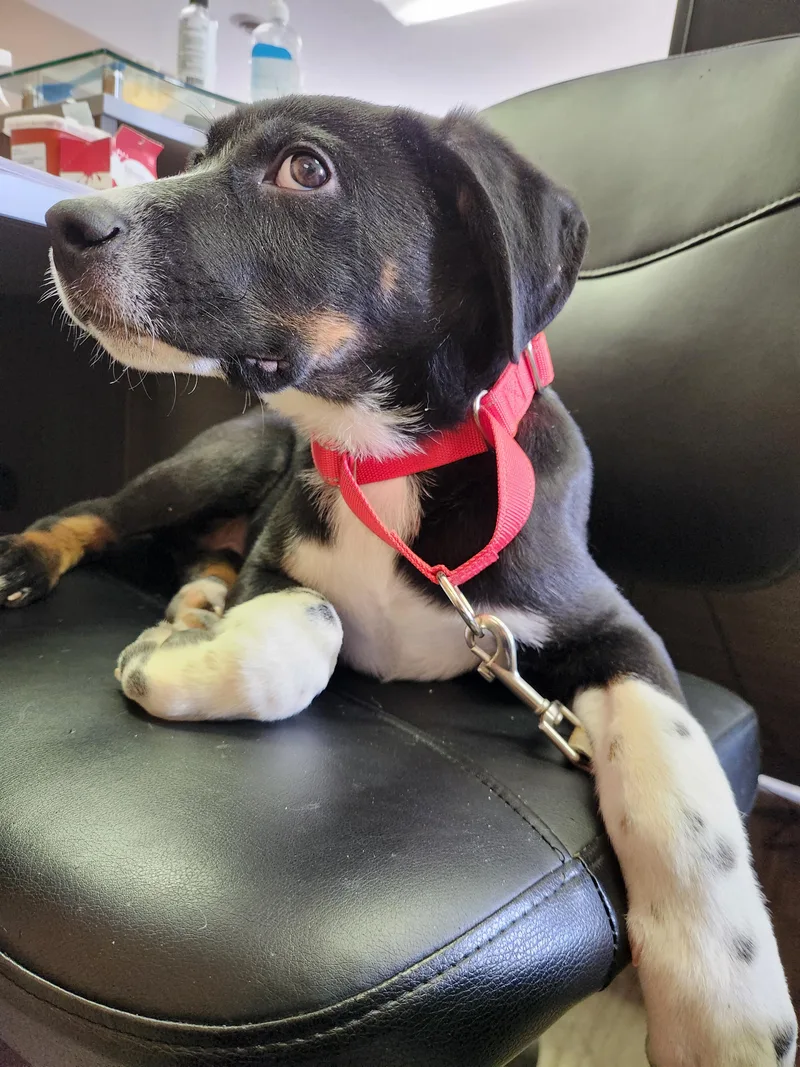 A baby medium-sized male Black Border Collie dog named Little Joe for adoption in Kankakee, IL