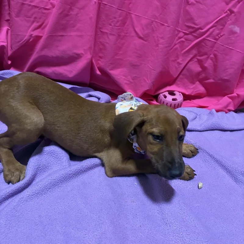 A baby medium-sized male Red / Chestnut / Orange Terrier dog named Chunky Monkey for adoption in Hattiesburg, MS