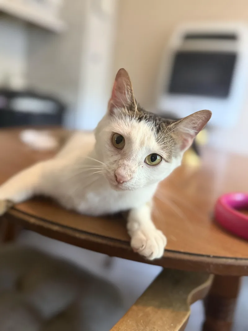 A young medium-sized male White Domestic Short Hair cat named Comet for adoption in Royalton, IL