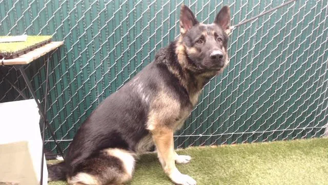 An adult medium-sized male German Shepherd Dog dog named Davey for adoption in Downey, CA