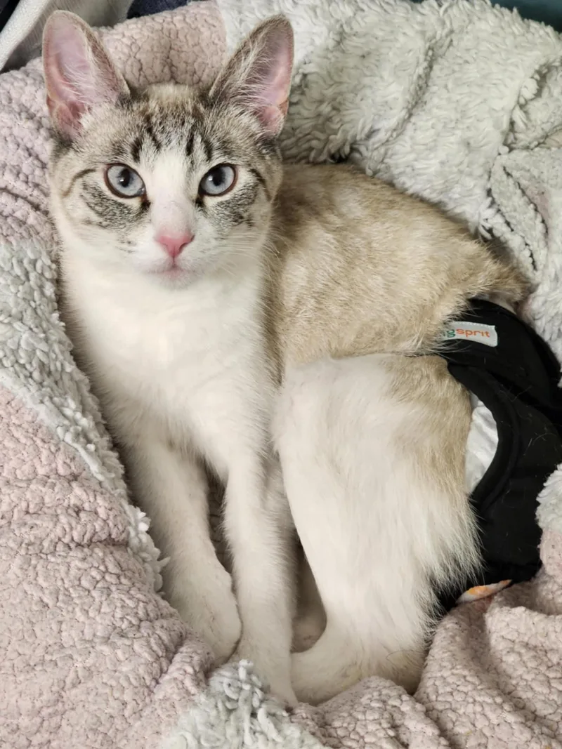 Whiskers thumbnail 2