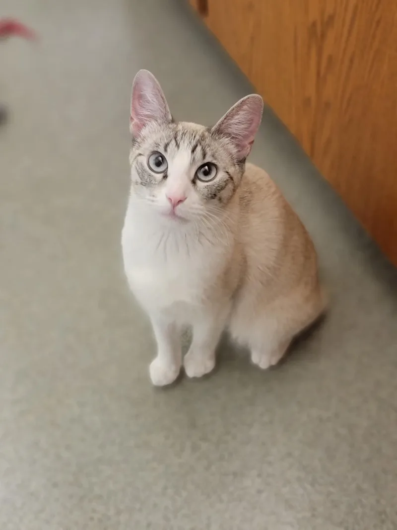 Whiskers thumbnail 3