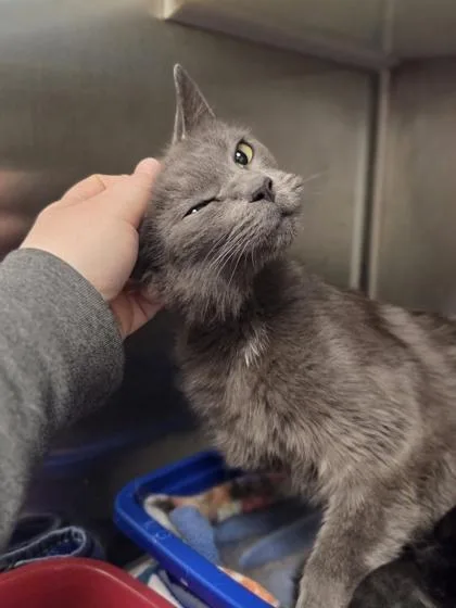 A young medium-sized female Domestic Short Hair cat named Cabbage for adoption in Westland, MI
