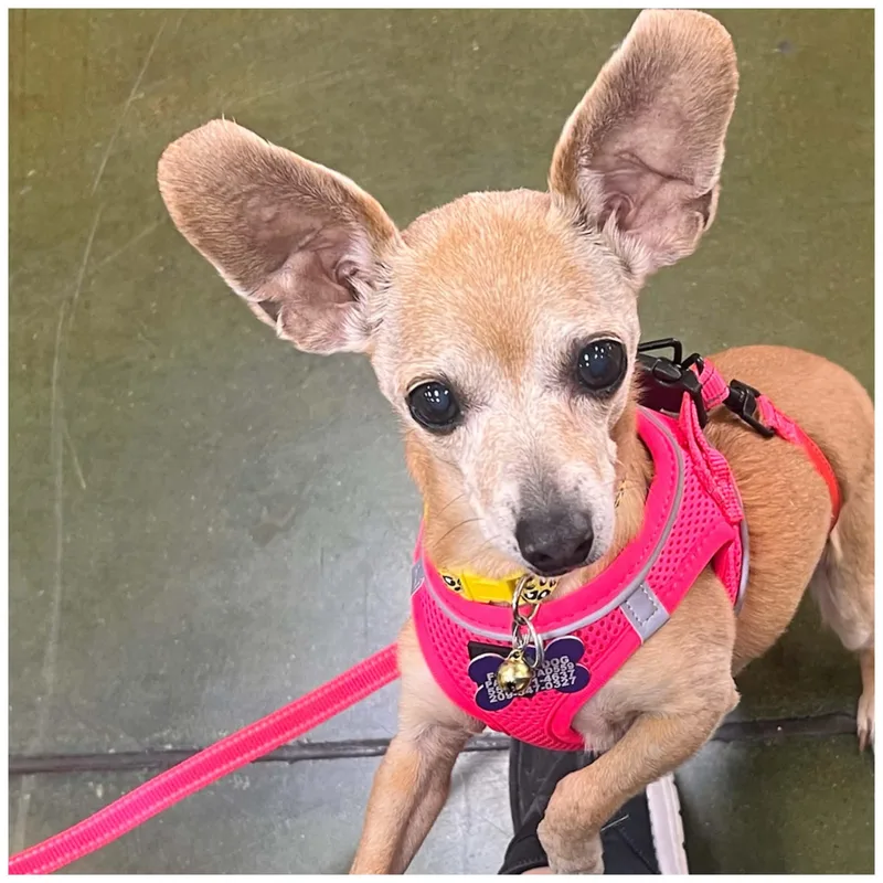 A senior small-sized female Yellow / Tan / Blond / Fawn Chihuahua dog named Olive for adoption in Clovis, CA