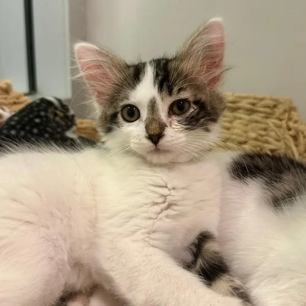 A baby small-sized female Domestic Medium Hair cat named Scribbles for adoption in Walnut Creek, CA
