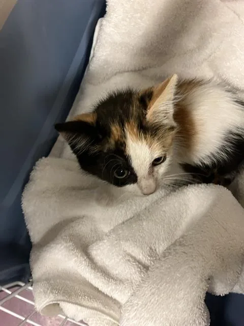 A baby small-sized female Domestic Short Hair cat named Lovely for adoption in Long Beach, CA