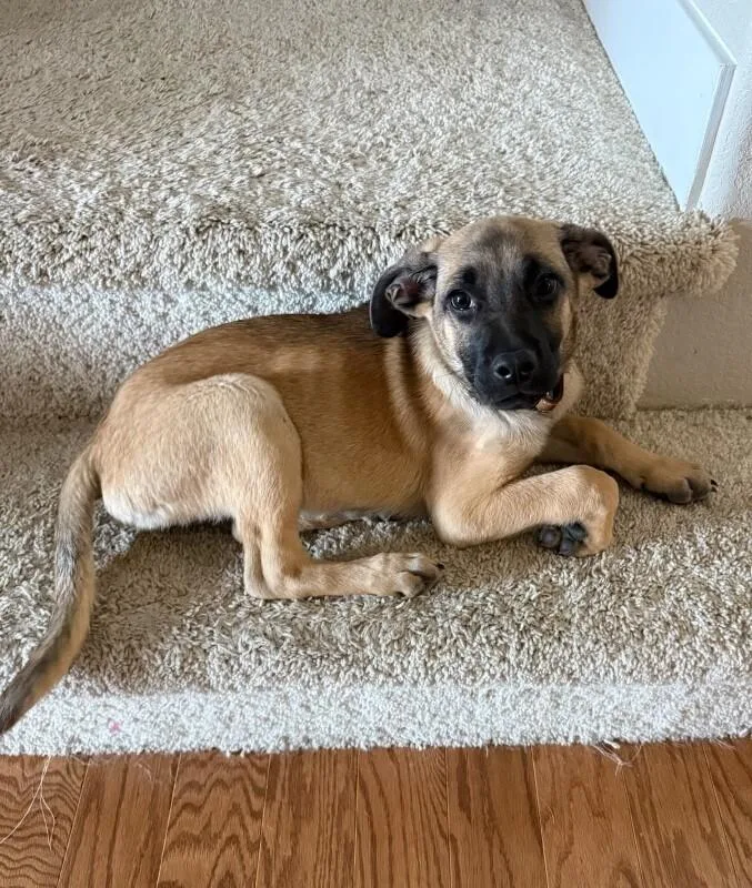 A baby small-sized male Pug dog named Soup for adoption in Windsor, CO