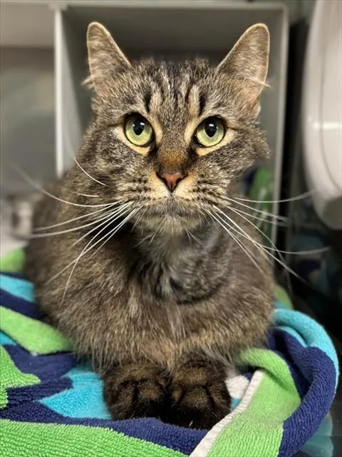 A young medium-sized female Domestic Long Hair cat named Rissa for adoption in York, SC