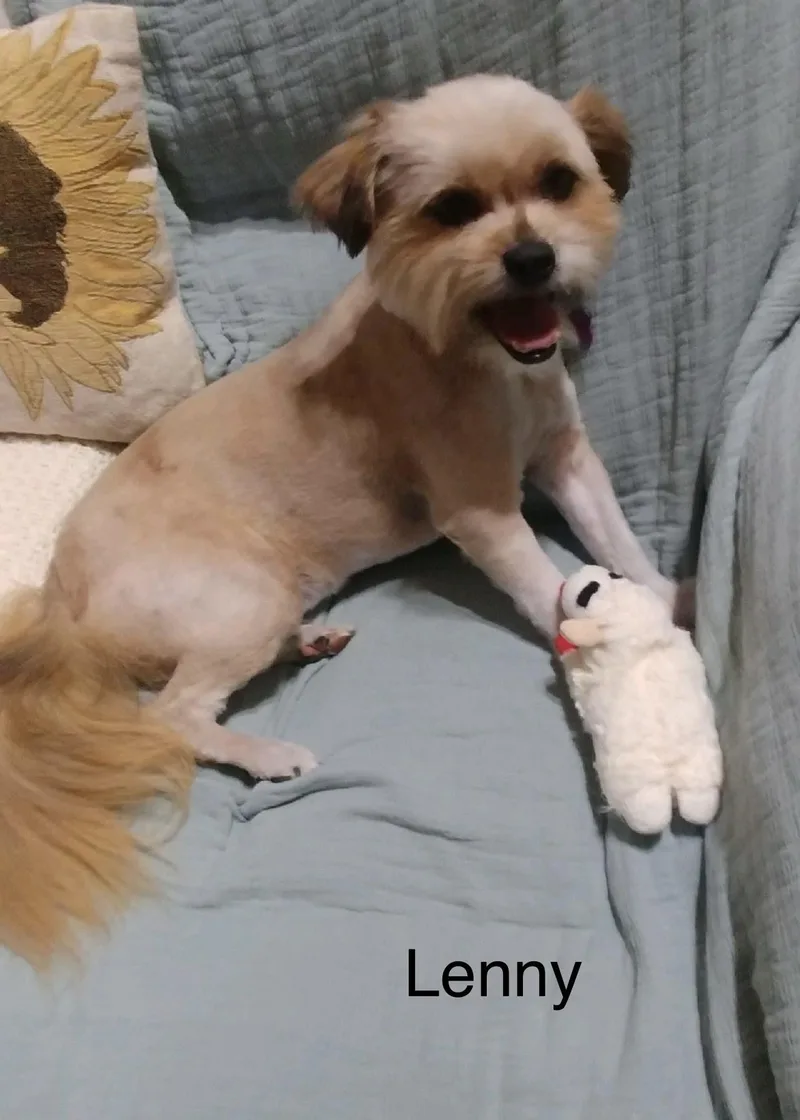 An adult small-sized male Apricot / Beige Shih Tzu dog named Lennon for adoption in fort worth, TX