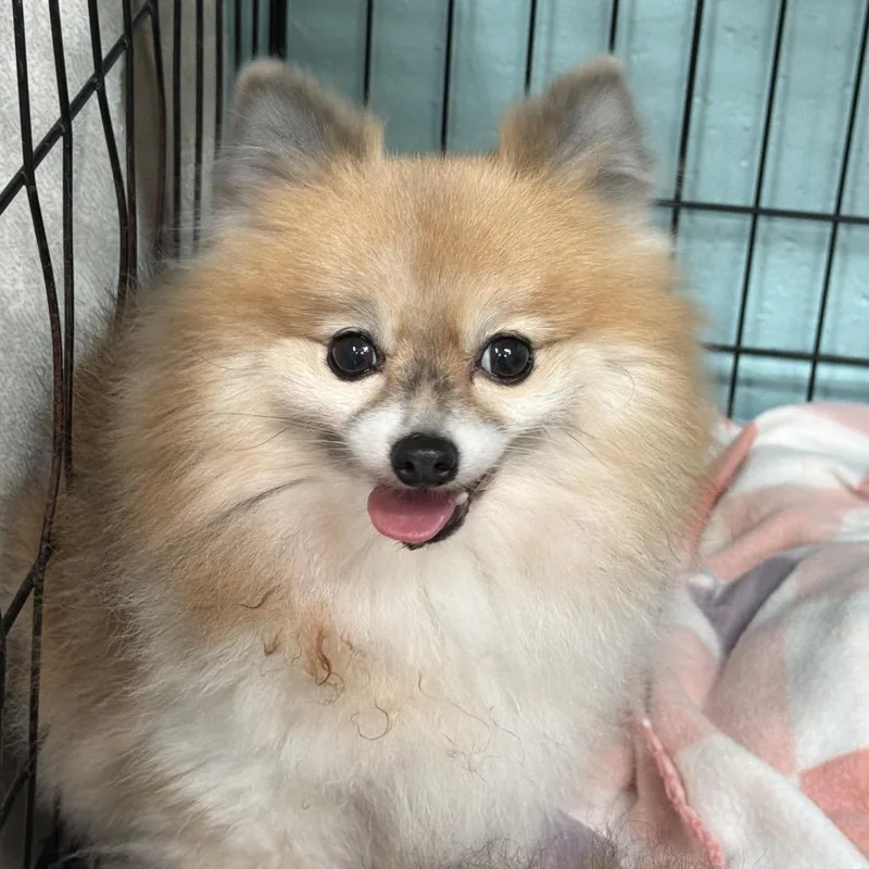 Little Foxy Girl