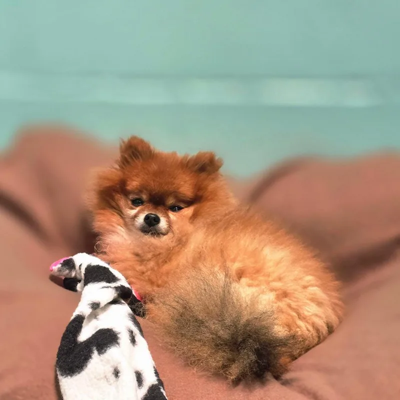 Little Foxy Girl thumbnail 2