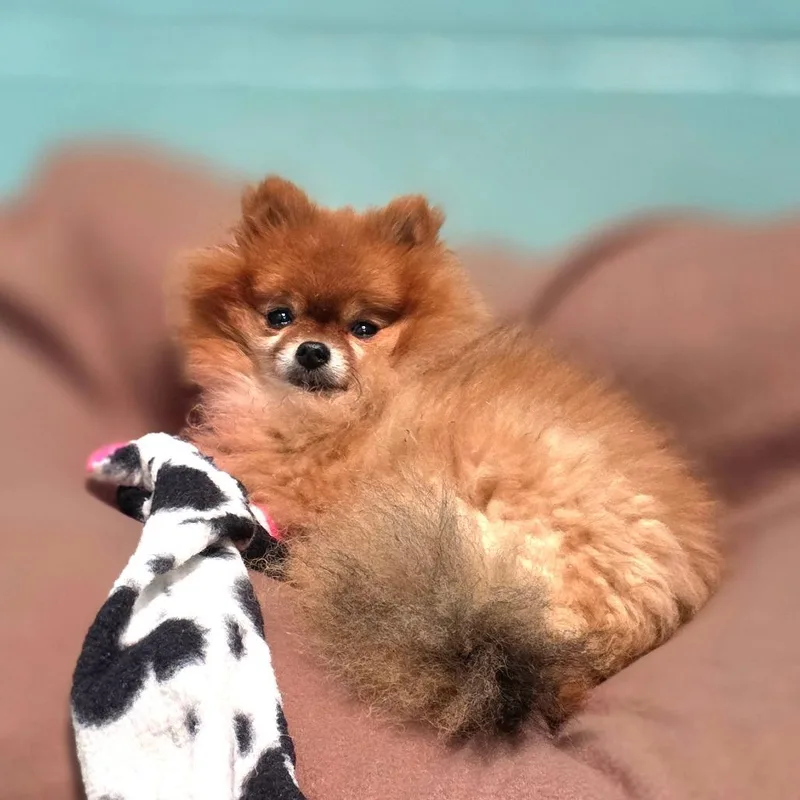Little Foxy Girl thumbnail 3