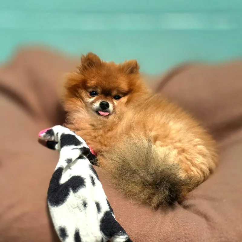 Little Foxy Girl thumbnail 4