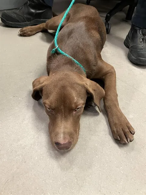A young large-sized male Mixed Breed dog named Bradley for adoption in Dallas, TX