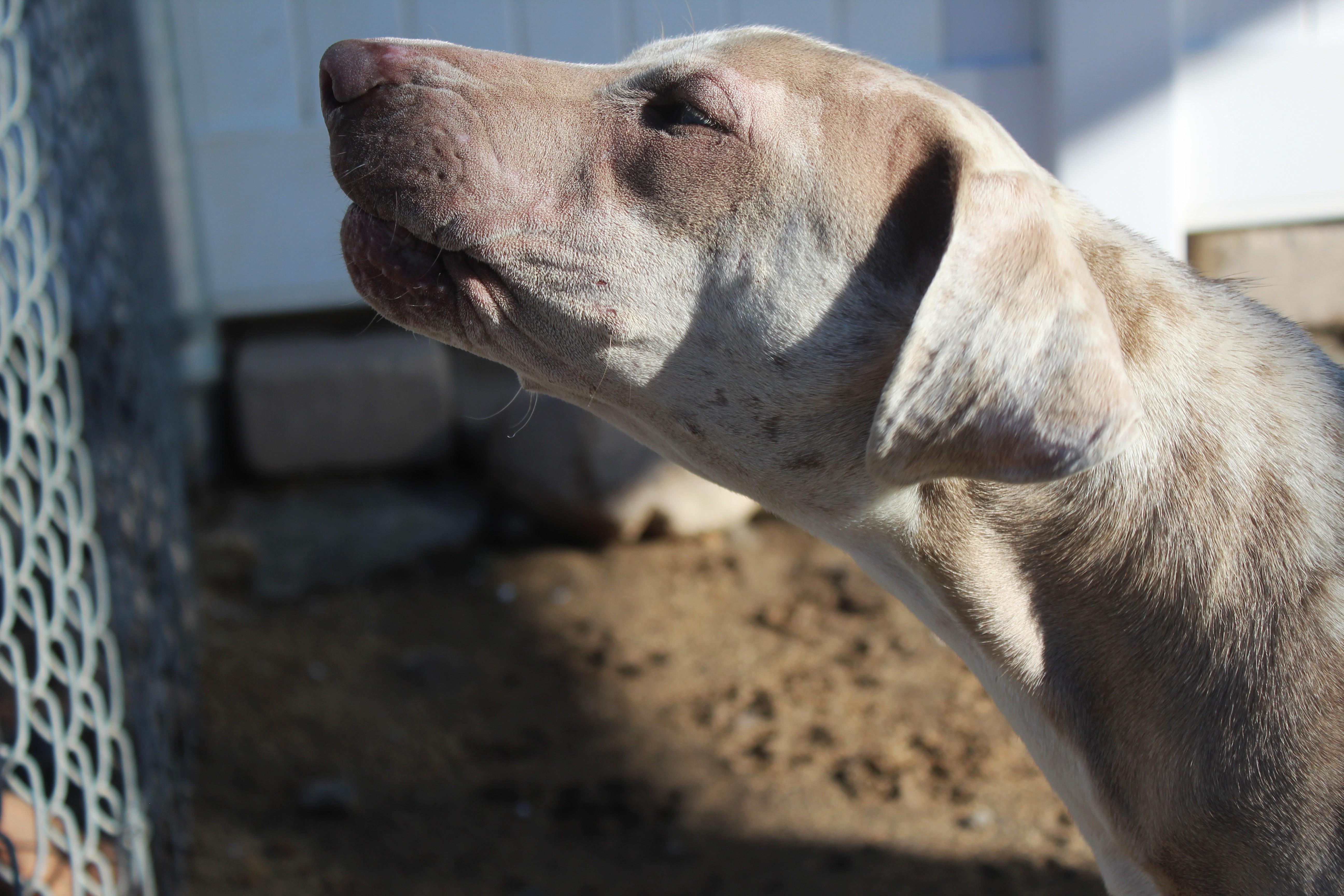 A baby large-sized female Weimaraner dog named Kimber for adoption in Yucca Valley, CA