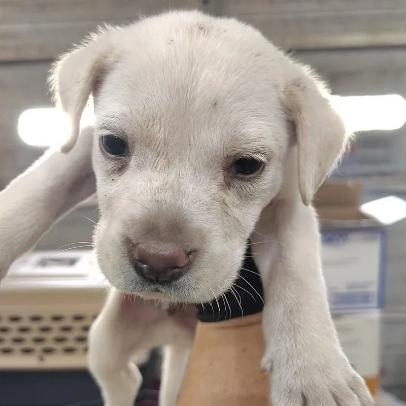 A baby medium-sized male White / Cream Black Mouth Cur dog named Draco for adoption in Beulaville, NC