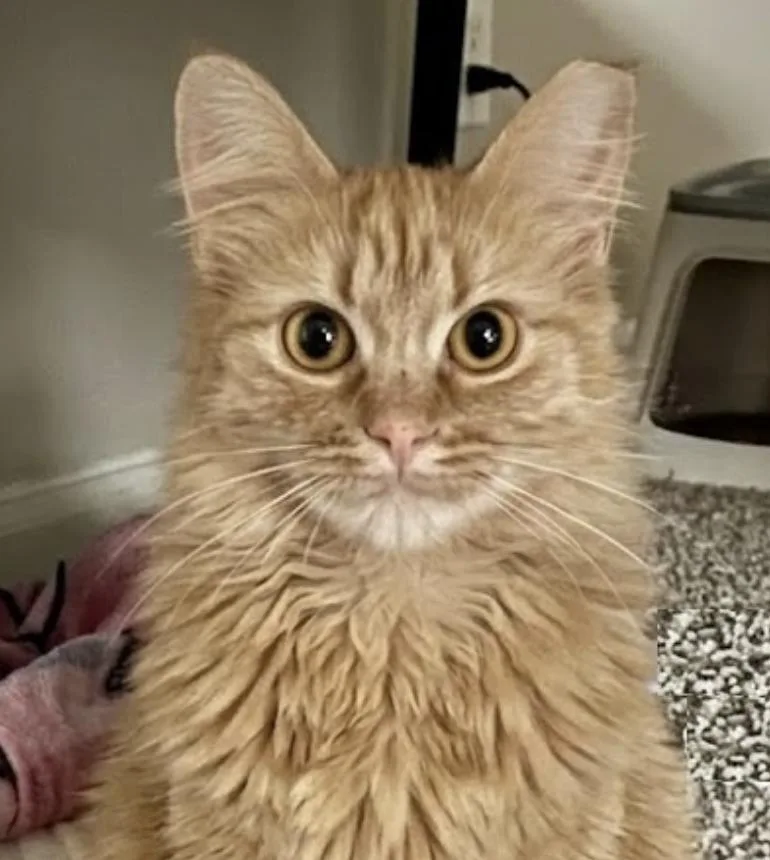 Penelope thumbnail 2