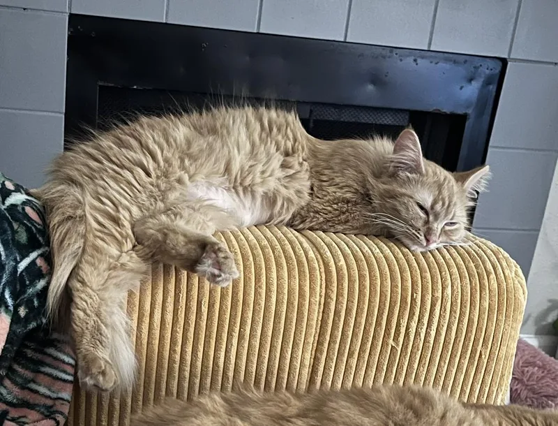 Penelope thumbnail 3