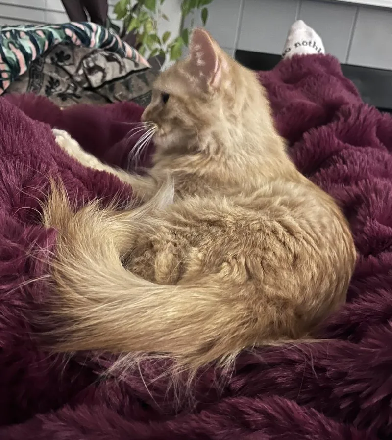 Penelope thumbnail 4