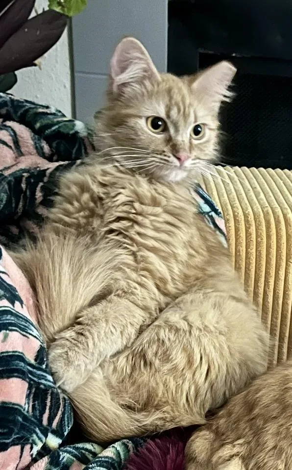 Penelope thumbnail 5