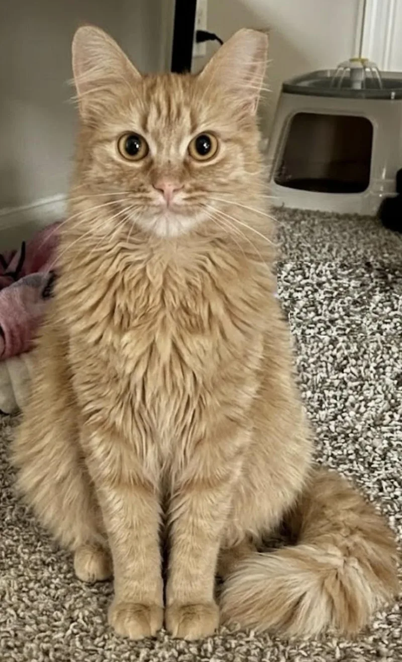 Penelope thumbnail 6