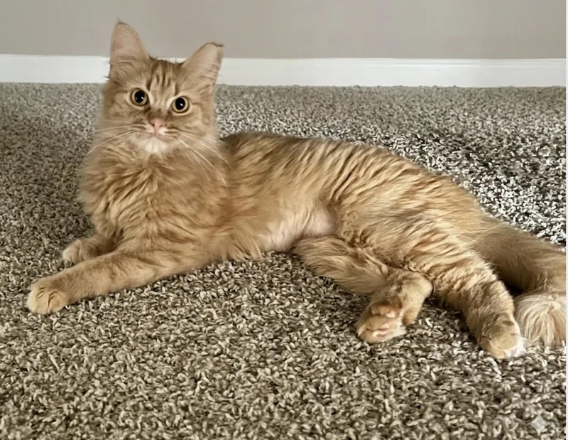 A young large-sized female Orange / Red Domestic Medium Hair cat named Penelope for adoption in Spring Branch, TX