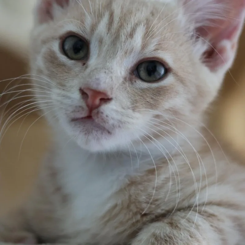 A baby medium-sized male Buff / Tan / Fawn Domestic Short Hair cat named Meowzer for adoption in Houston, TX