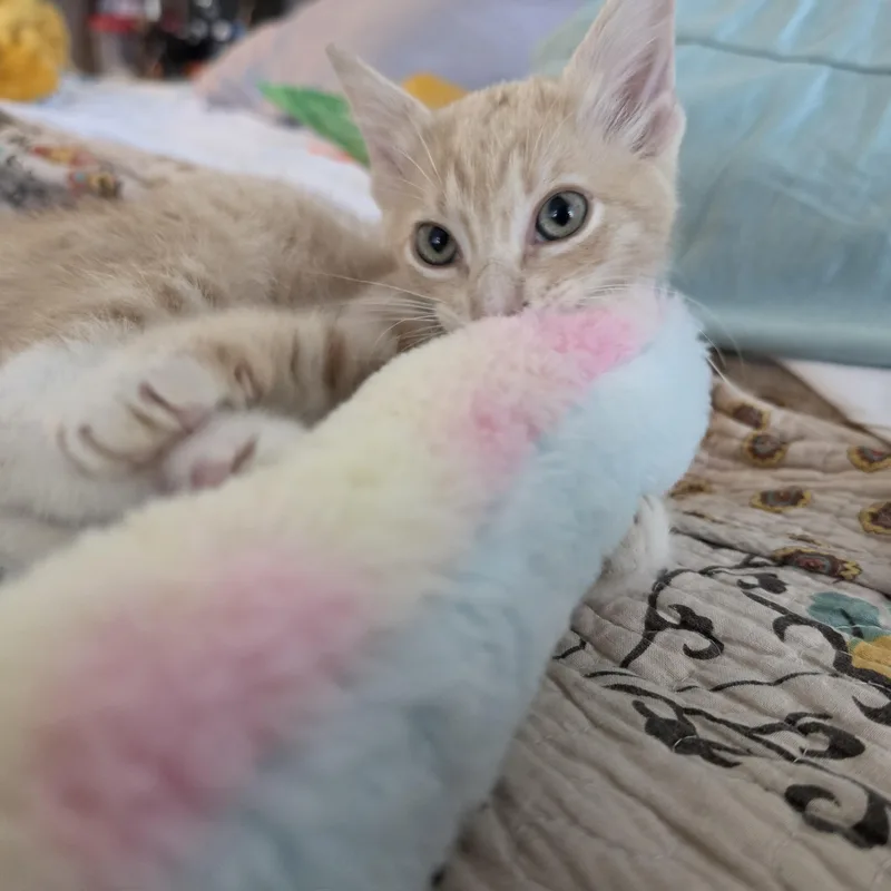 Meowzer thumbnail 4