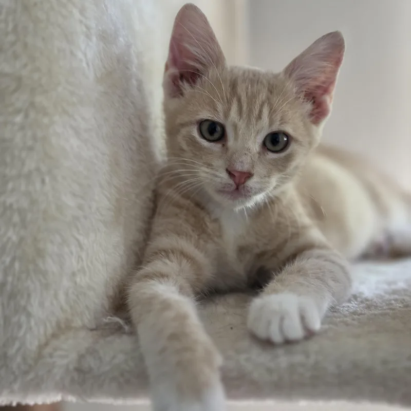 Meowzer thumbnail 5