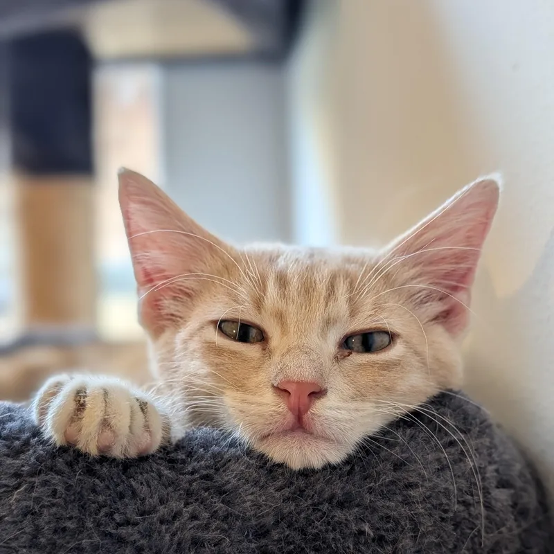 Meowzer thumbnail 7