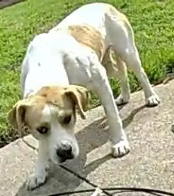 A young medium-sized female English Pointer dog named Cary for adoption in Dallas, TX
