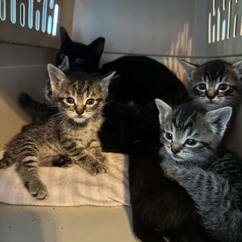 A baby small-sized female Gray / Blue / Silver Domestic Short Hair cat named Judy for adoption in Ferndale, WA